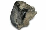 Polished Fossil Dinosaur Bone (Gembone) Section - Wyoming #309396-2